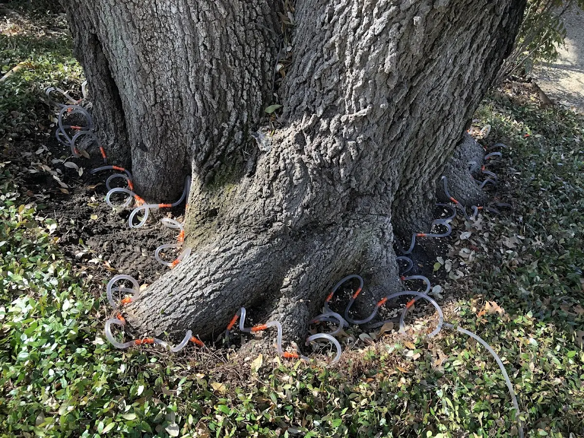 Detailed Tree Cabling and Bracing job site in Cumming